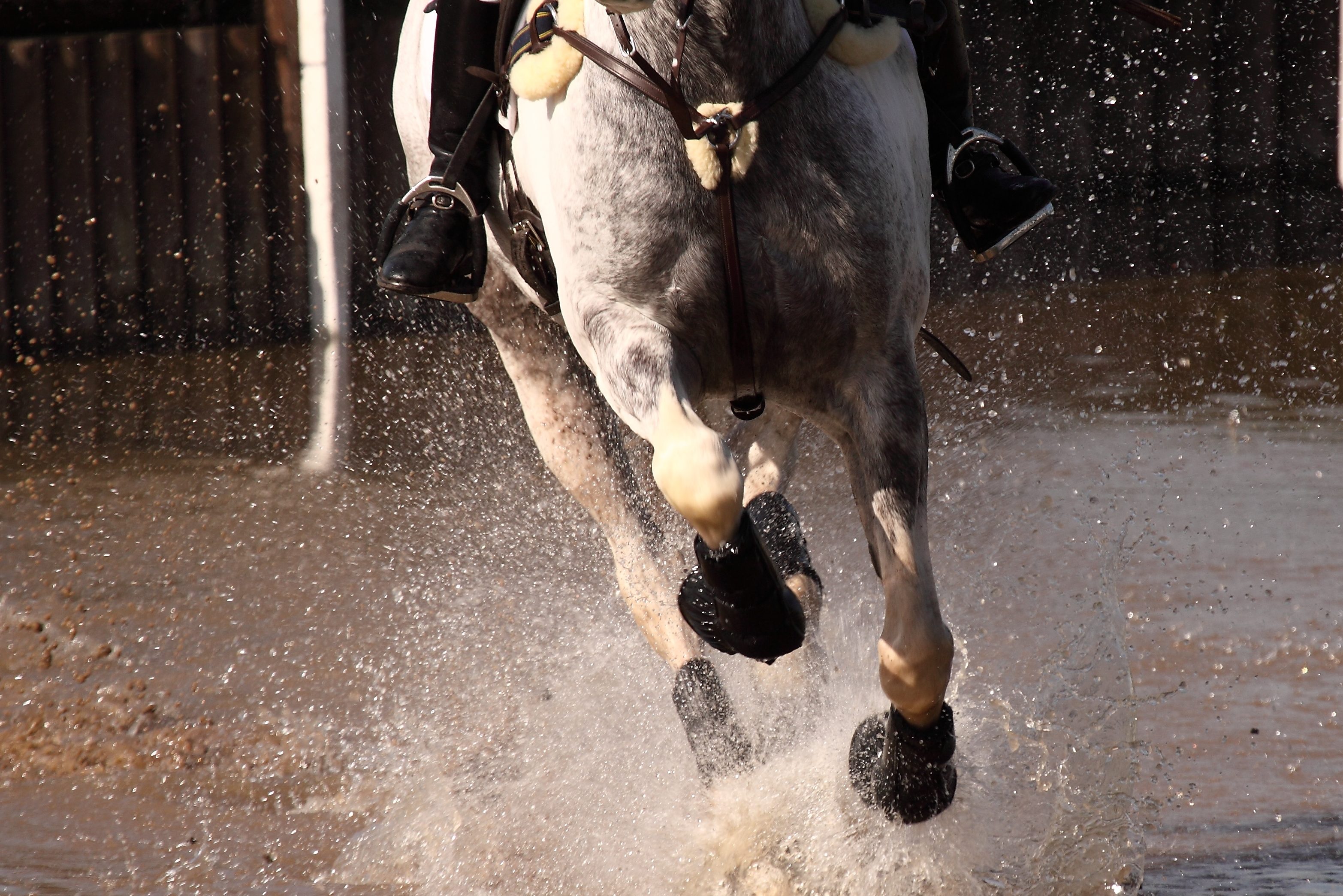 Best XC Boots for Horses 2026